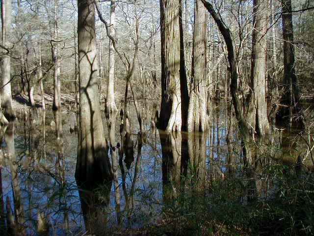 The Big Thicket of East Texas